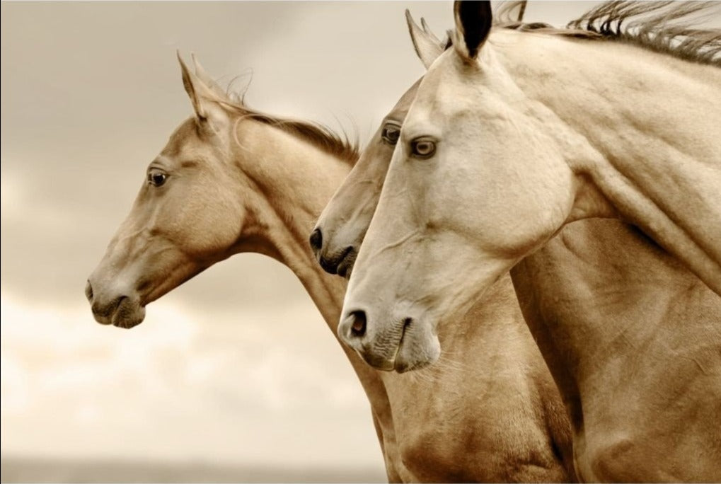 MINT DECOUPAGE ~ SEPIA HORSES REVERSE A1