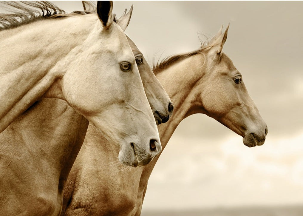 MINT DECOUPAGE ~ SEPIA HORSES A1